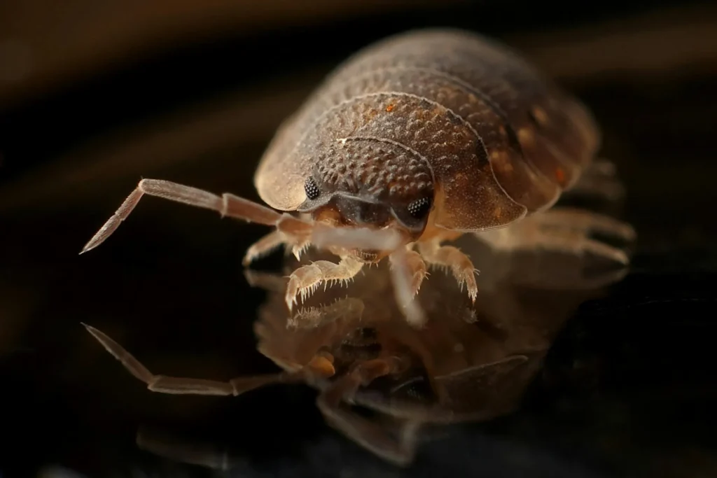 Bed-Bug-Treatment - Sewell Pest Control Pros | Sewell, NJ | 856-699-2090